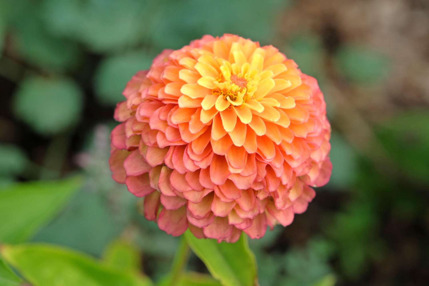 Zinnia 'Queeny Lime Red'